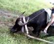 karabao ride