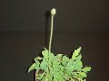 Time-Lapse of Icelandic Poppy preparing to bloom.