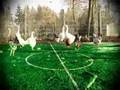 Kippen voetballen
