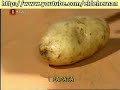chachacha : las manualidades del gallego