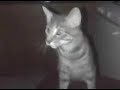 Zoey the devil cat