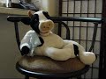 Cows