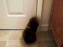 Hershey trying to get out of the bathroom