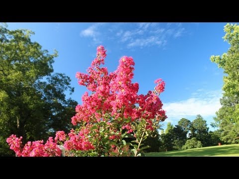 how to fertilize crepe myrtle