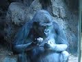 Gorilla Congo Lunch Special