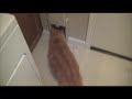 Round cat through a square hole Round cat through a square hole