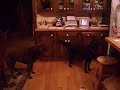 Dog Stunts
