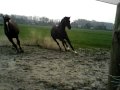 paarden het land op !!