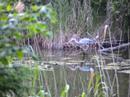 Gray Heron Fishing - 10 minutes uncut Gray Heron Fishing - 10 minutes uncut