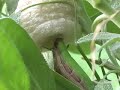 Creating Ootheca