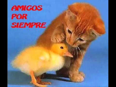 petardas