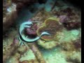 Diving with Treasure Divers at Boca Chica in the Caribbean Diving with Treasure Divers at Boca Chica in the Caribbean