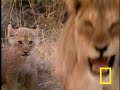 Lions Hunting