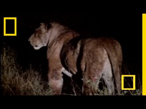 صيد الاسود - Lions Hunting