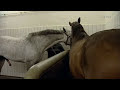 stallion-semen-colle