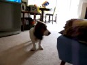 Bluebonnet plays peekaboo