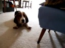 Bluebonnet plays peekaboo