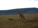 Masai Mara Wildife Reserve
