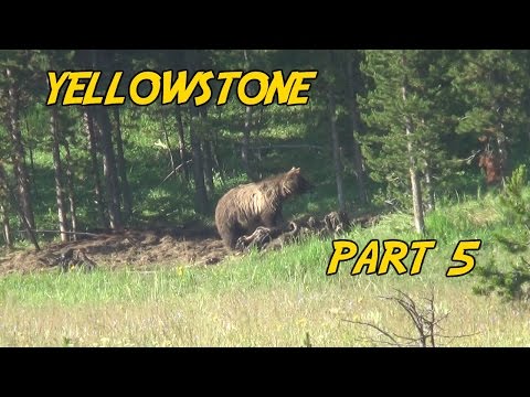 Yellowstone National Park Part 5 - The Grizzly Feast