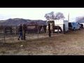 DIscover Mustangs ~ California Twin Peaks wild horses, adopted and fresh off the trailer