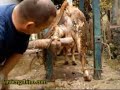 Gabino recortando pezuñas a una vaca
