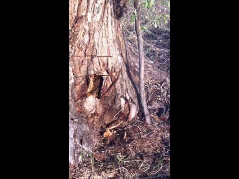 how to harvest hive energy