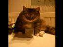 Leevi, my funny cat :D Leevi, my funny cat :D
