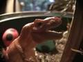 Dinosaur Movie