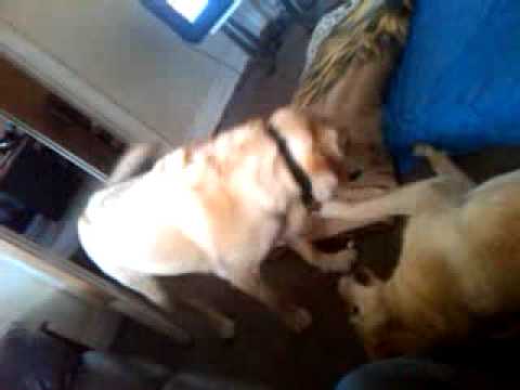 Labs play fighting
