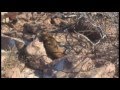 Galapagos Aggressor Trip Video Part 1