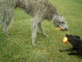lurcher and terrier 3