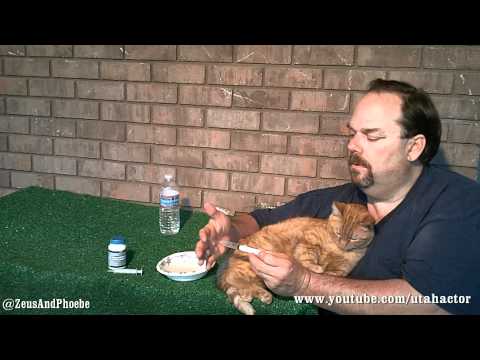 remineralizes - Cat Health, Naturally: Day Six - Treating Ear Yeast Infection, S01/Ep06. In this webisode I discuss and demonstrate two natural products I am using to treat ...
