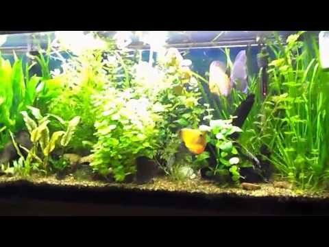 how to plant aquarium plants