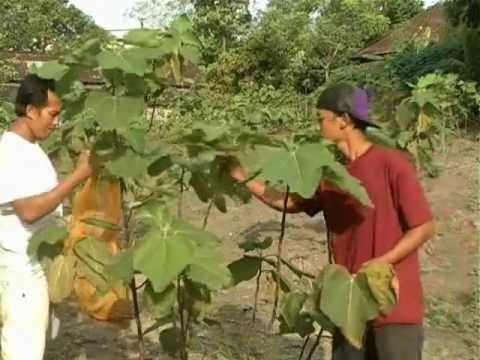 how to grow tea leaves