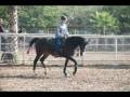 videos de half arabian horses