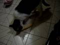 Gato-Perro