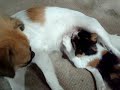Click here to watch this video dogs and cats