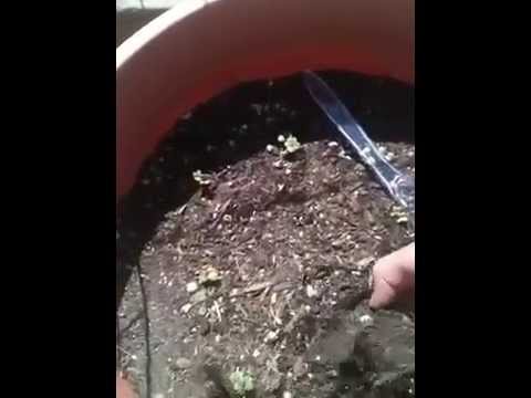 how to replant radishes