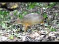 Lesser Chevrotain
