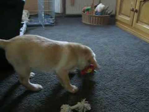 Cute Yellow Labrador Puppy attacking a Flower!