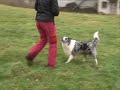 Merlin dogdancing tricks.wmv Merlin dogdancing tricks.wmv