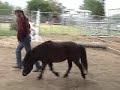 Miniature horses do freestyle (early working version)