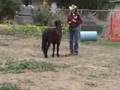 YouTube - Miniature horses do freestyle (early working version)