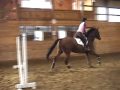 Super Prospect, 1 day after introduction to ground poles undersaddle