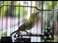 Master Burung Pleci Isian Kolibri Muncang Kualitas HD Agar Mudah Di Tirukan