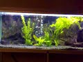 piranha lying eggs donmink 520 liter tank