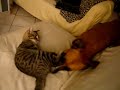Chien et Chat boxent - Exceptionnel !!! Chien et Chat boxent - Exceptionnel !!!