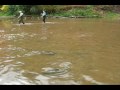 Coho Salmon running up a small creek.