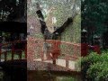 rolamento de escadas - dublê Coy