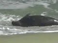 Preserving La Jolla Harbor Seals- Casa Beach